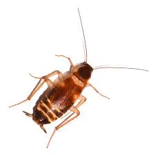 In Ohio, When Are Cockroaches Most Active?