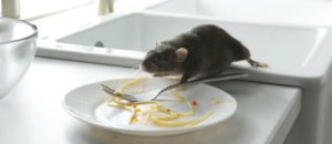 Mice in Apartment