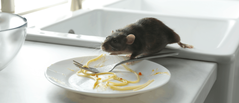 Ways To Eradicate Mice in Apartments