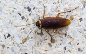 Roaches in Ohio