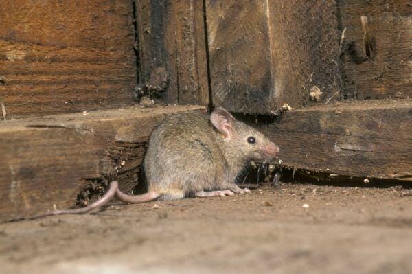 Strategies to Eradicate Mice from Your Flat